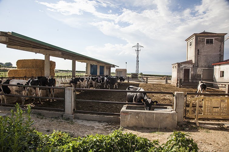 INS Mollerussa Perforació Ramaderia