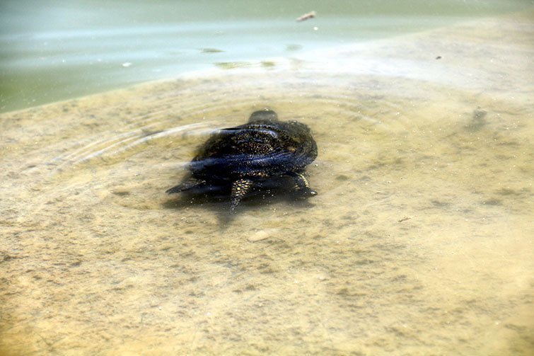 Pla mig d'una tortuga d'estany alliberada a l'estany d'Ivars i Vila-sana, ja submergida a l'aigua, el 6 de juliol de 2017. (Horitzontal)