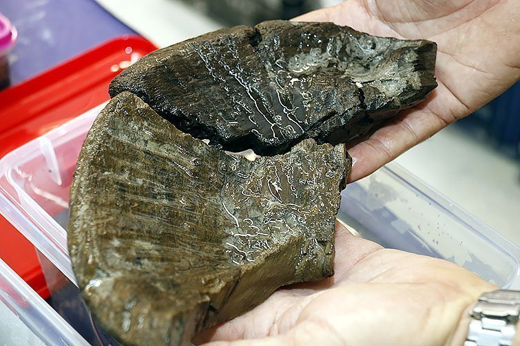 Primer pla d'un plat de fusta trobat en un pou fora muralla de la Iesso romana de Guissona, el 13 de juliol de 2017. (Horitzontal)