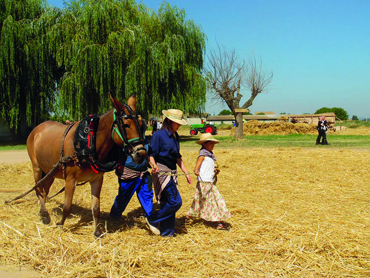 La Festa del Batre atrau centenars de persones (5) texte 1