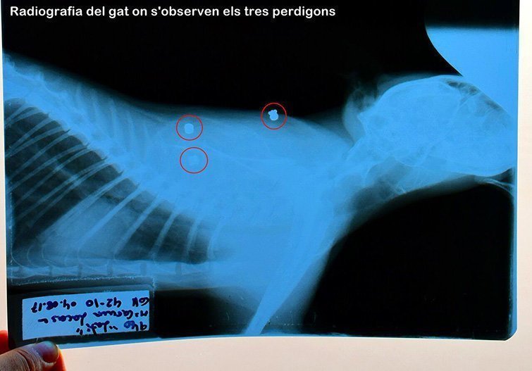 Radiografia del gat amb els perdigons al cos