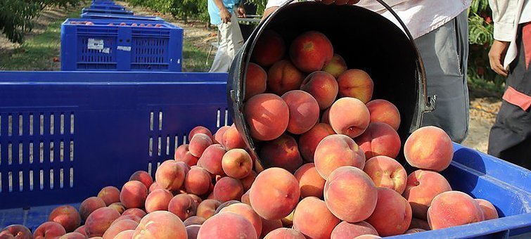 Soses. Contra d'estiu. Temporer de la fruita. Temporesrs del pressec.