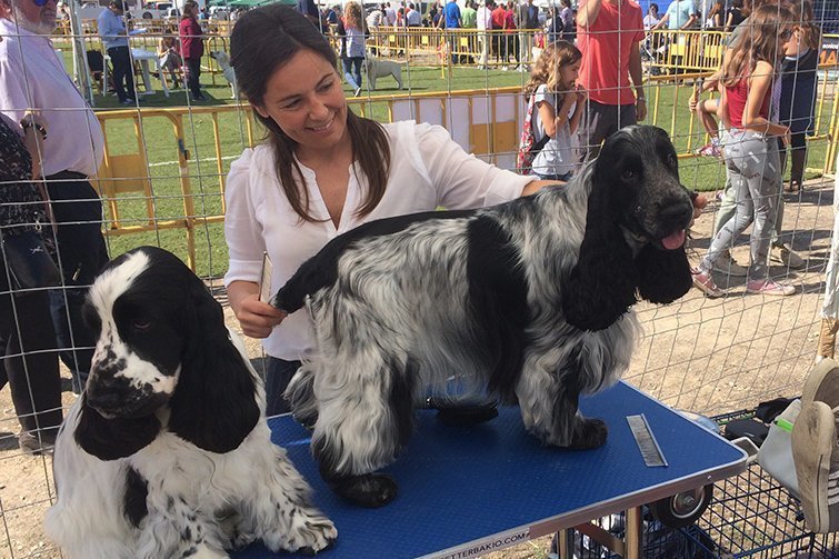 Concurs de bellesa canina