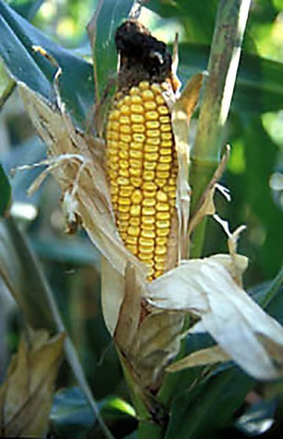 Premis de Treballs de Recerca de Batxillerat i Cicles formatius de la UdL