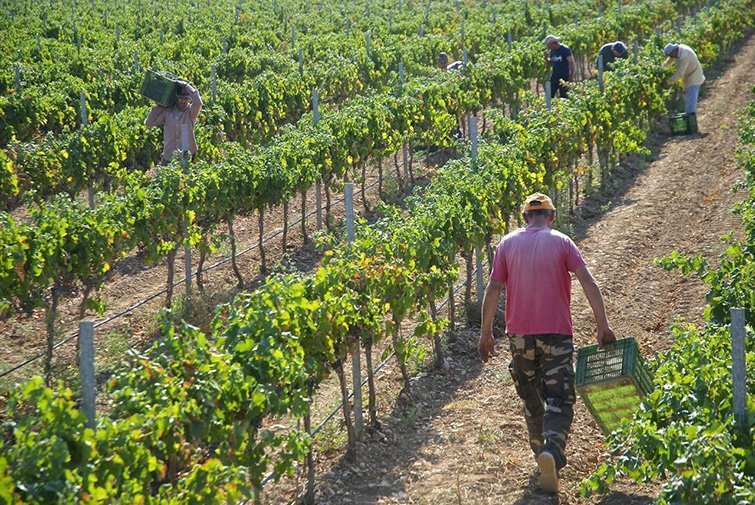 Vinya els Vilars d'Arbeca