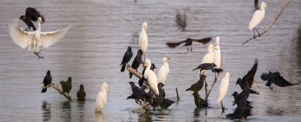 Aus a l'Estany d'Ivars i Vila-sana