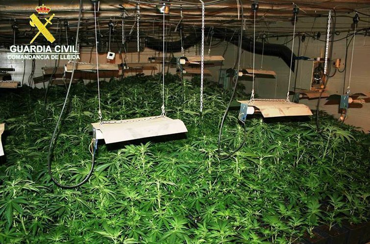 Les plantes de marihuana a l'interior de l'habitacle a Torà