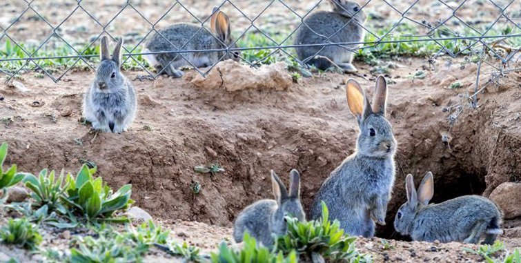 La població de conills arriba als 162 exemplars per quilòmetre quadrats