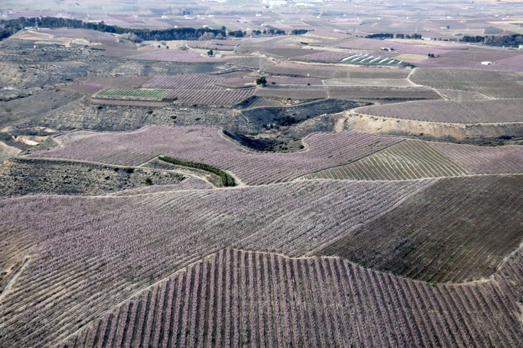 Imatges dels fruiters florits des de l'aire interior