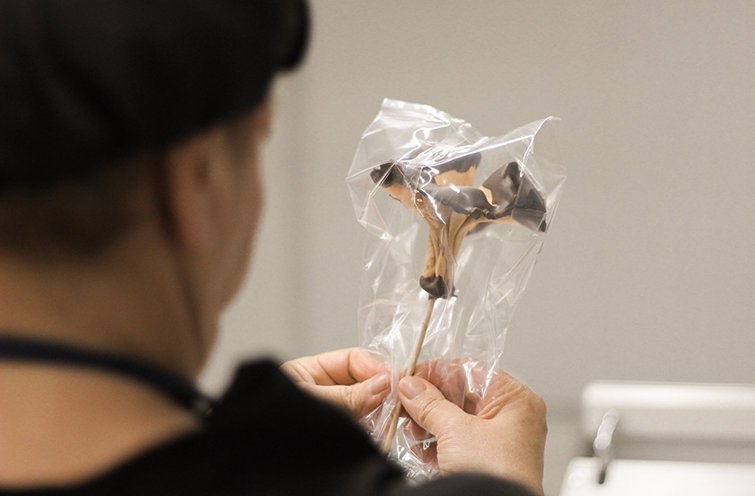 Rosa_galetaixocolata1