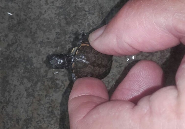 La cria de tortuga trobada recentment a l'Estany d'Ivars i Vila-sana 1