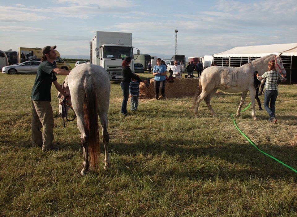 Els creiadors que participen en la Fira EquiMollerussa