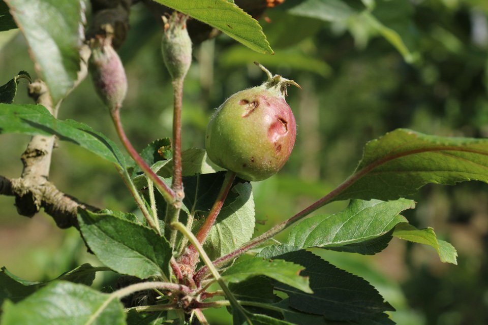 Conrreus afectats per les pedregades del dissabte a la Noguera Texte