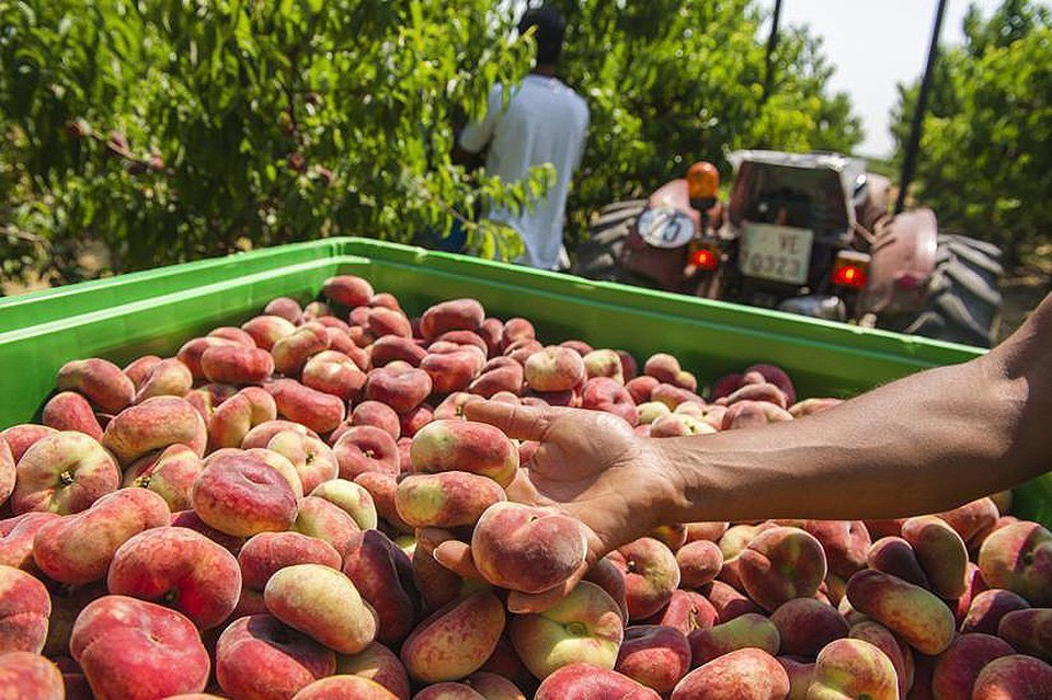Collita de fruita de pinyol a Lleida