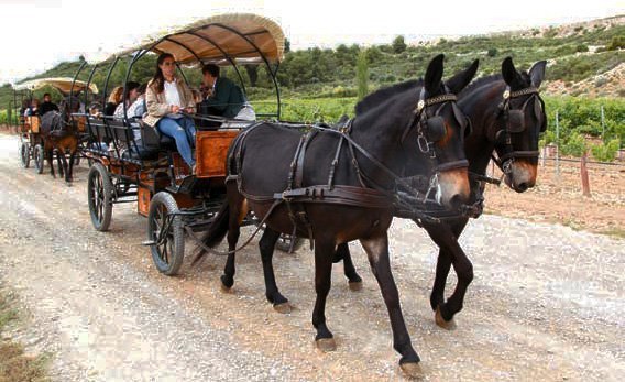 Visita guiada a la finca Mas de l'Aranyó de la Família Torres