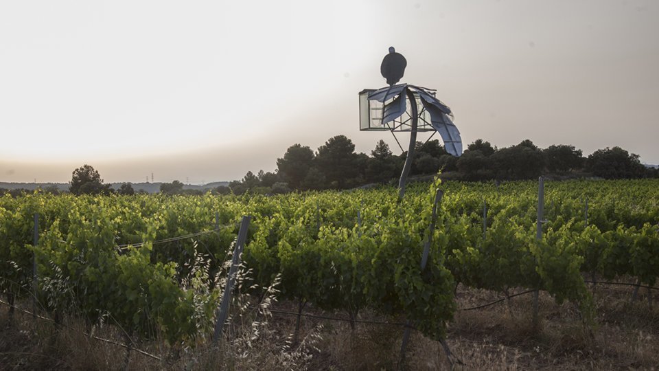 Vinya dels Artistes 2018