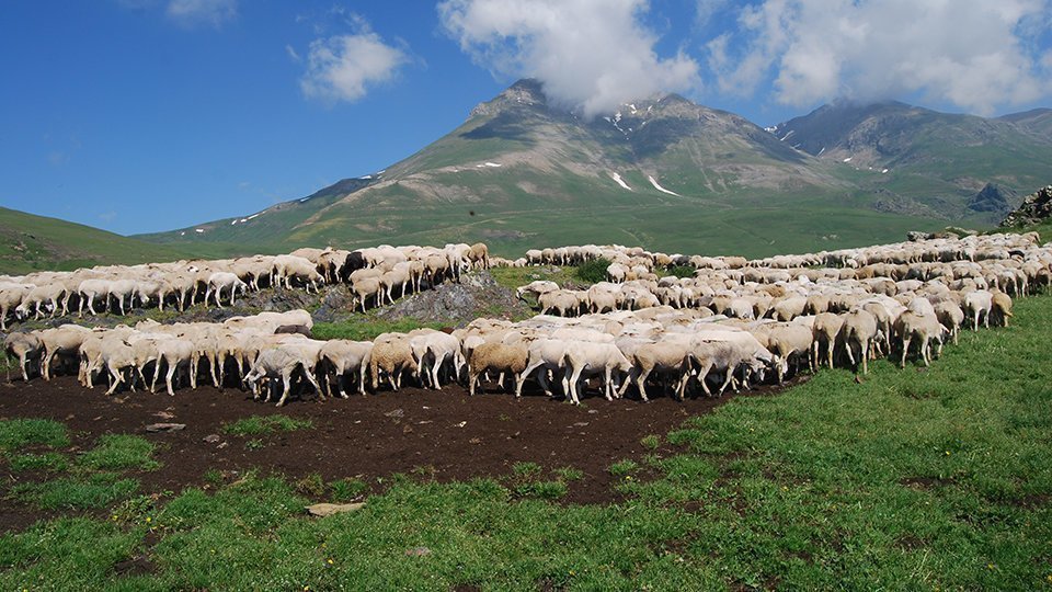 Imatge del secot oví