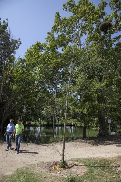 Tomàs Cusiné i Xavier Marco observen un niu de cigonyes instal·lat en un arbre