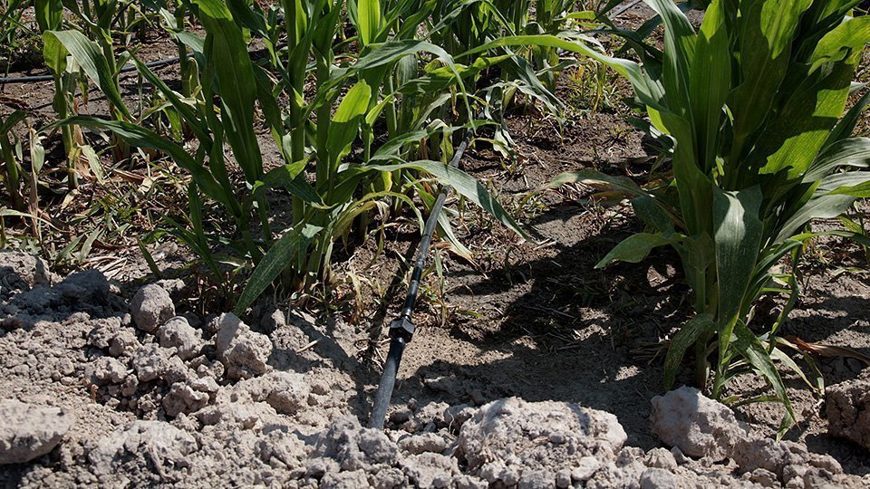 Reg localitzat al panís- Cooperativa Ivars  (6)