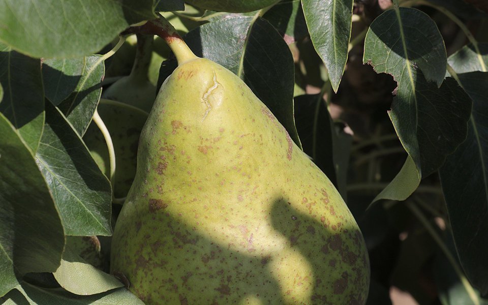 Una pera d'una finca de Juneda, afectada per la tempesta 2