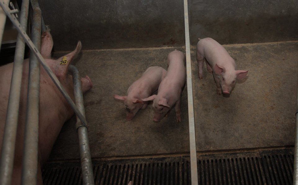 Explotació de mares al Pla d'Urgell 2