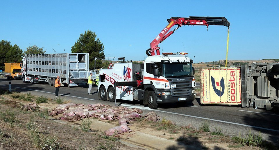 Alguns dels porcs que han mort arran de l'accident del camió que els transportava a l'A-2