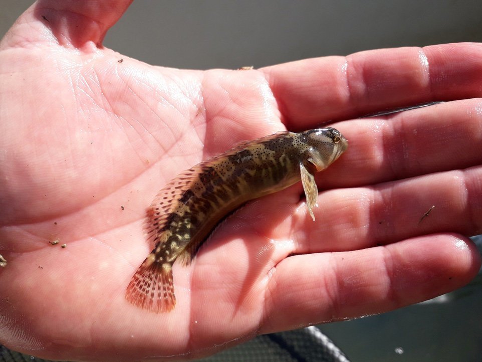 Rescat de peixos als canals (4)