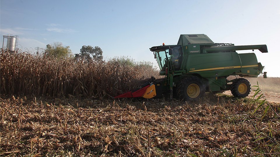 Inici de la campanya del panís en una finca de Linyola 1