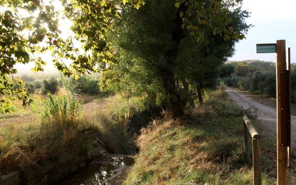 © Fotografia d'Esther Barta. Arbrada de la Banqueta de Juneda.