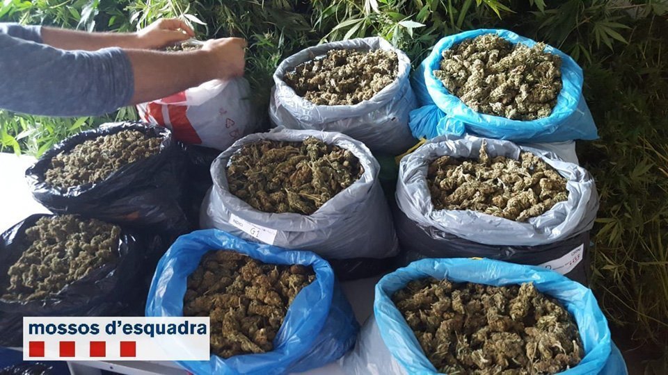La marihuana comissada pels Mossos d'Esquadra a Alfarràs