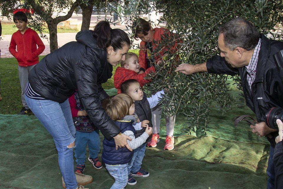Els més petits de l'escola Montalbà també cullen olives