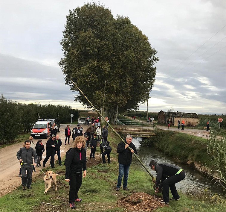 Jornada Banqueta Mollerussa plantada d'arbres 3