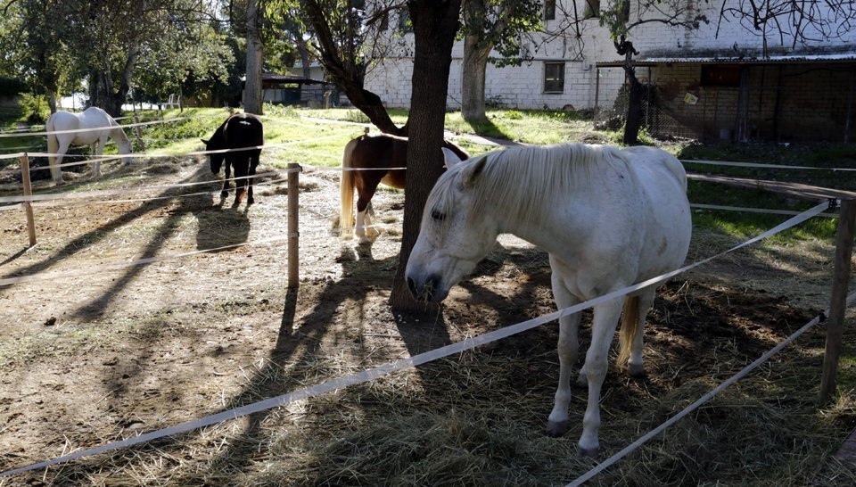 Imatge dels cavalls de la Fundació Manreana que participen de diferents teràpies. El 3 de novembre de 2018. (Horitzontal)