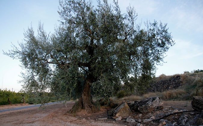 Paisatge d'oliveres al terme de la Granadella