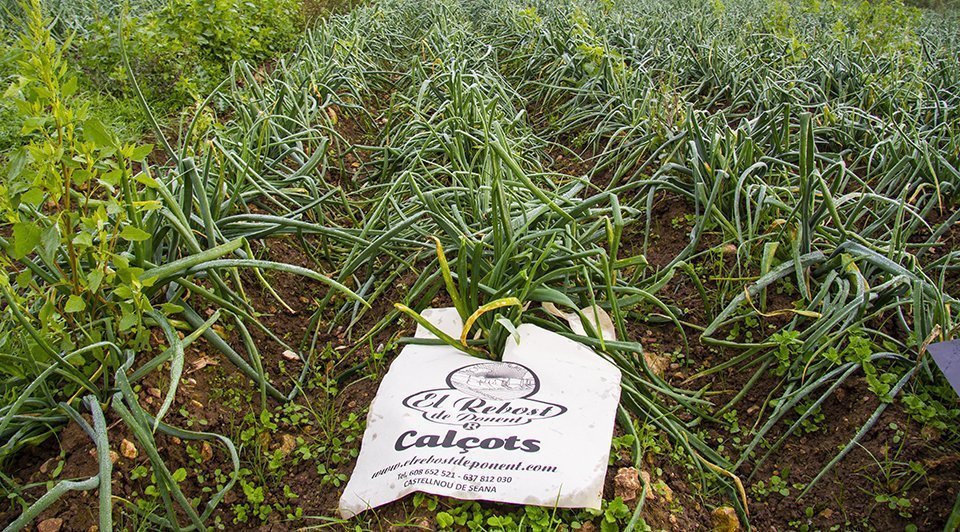 Conreu de calçots del Rebost de Ponent