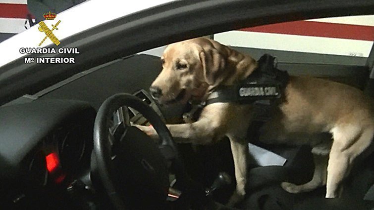 Un gos ensinistrat localitza la droga en un vehicle