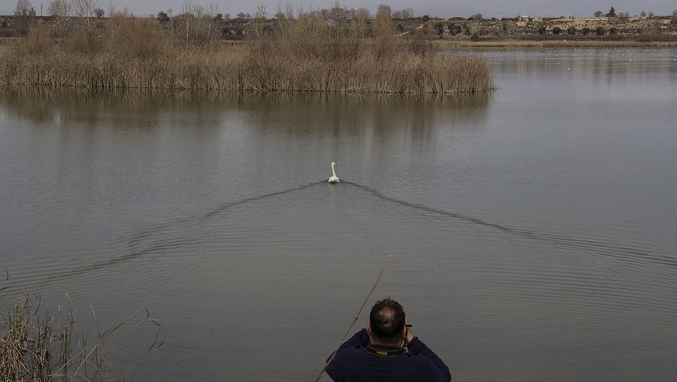 Alliberament cigne cantaire a l'Estany d'Ivars i Vila-sana 4
