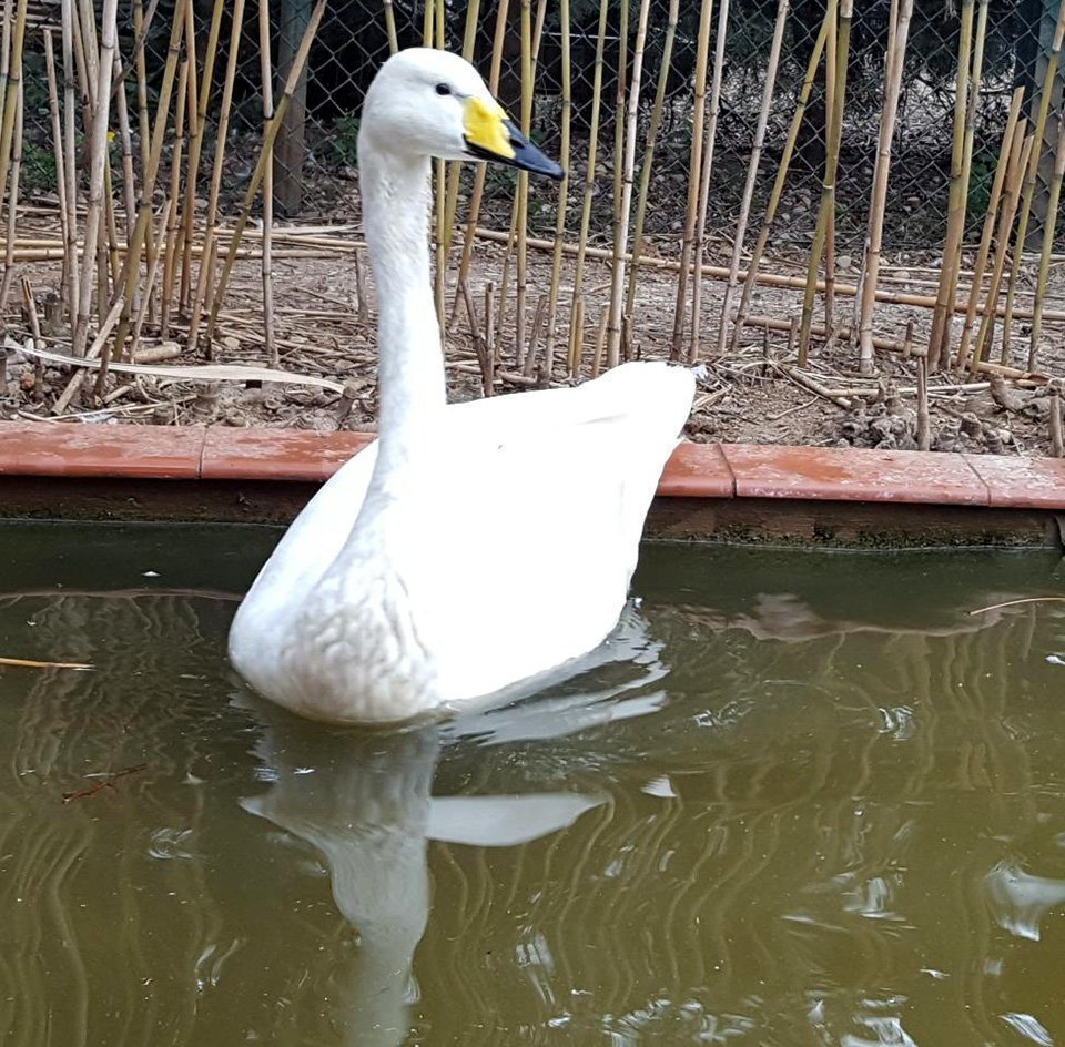 Cigne cantaire a l'Estany d'Ivars i Vila-sana
