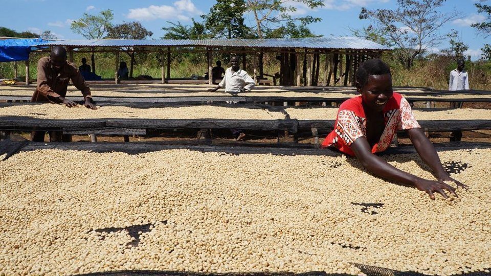 El cafè que produeix Nespresso a South Sudan