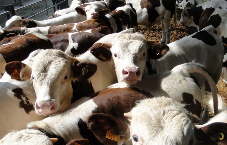 Vedells Granja de la Cooperativa d'Ivars Certificada per GLOBALGAP 1