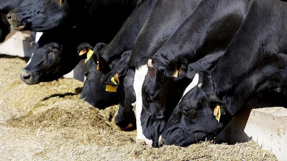 Granges Diferència A2 (1)