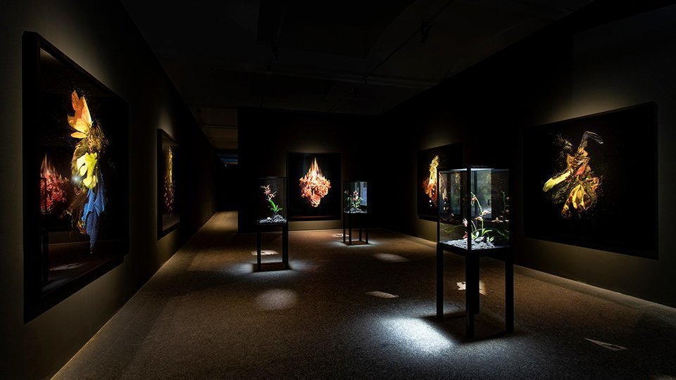 Mat Collishaw_Dialogues_FundacioSorigue_2019_1