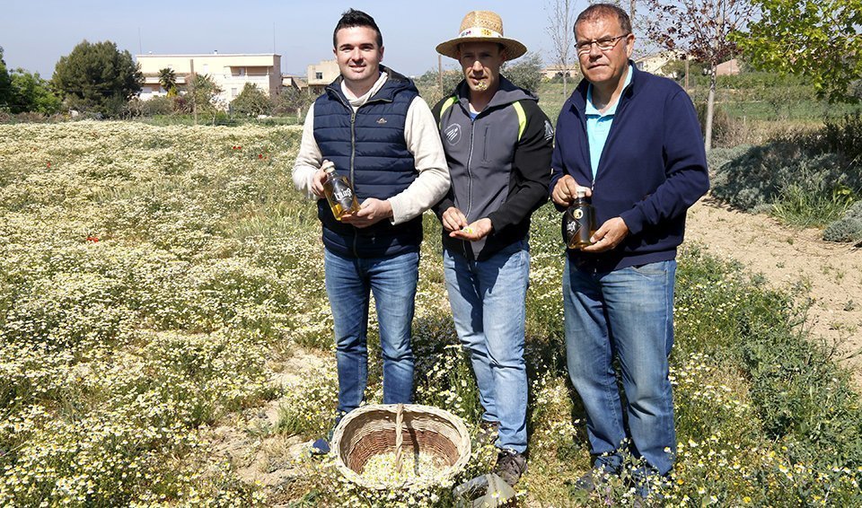 Gerard Barsalà, Àlex Mases, i Mingo Sarradell amb el licor L'Elixir de camamilla 1