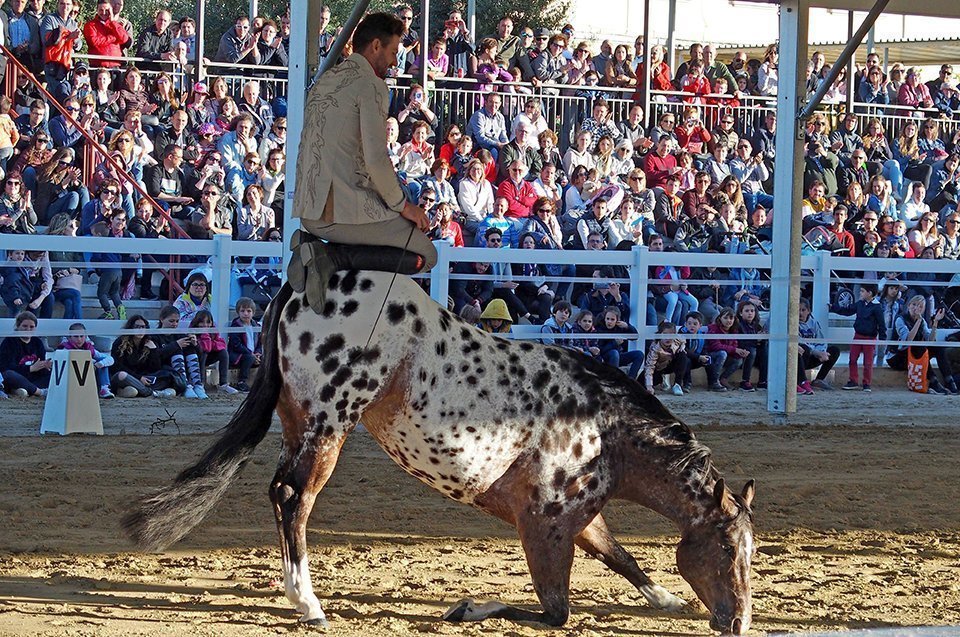 Espectacle eqüestre. EquiMollerussa 2019 1