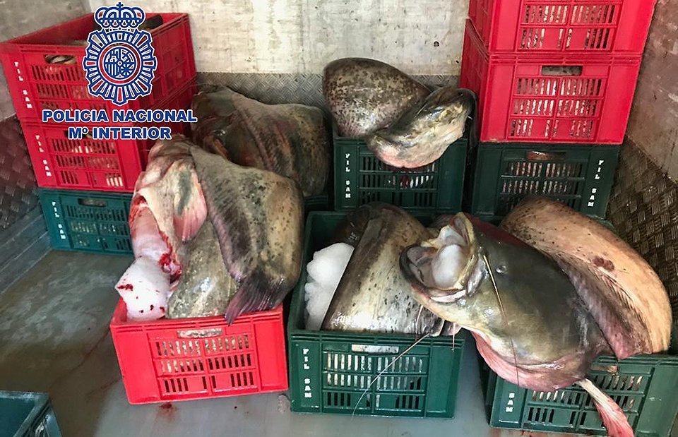 Operació internacional contra el tràfic de silurs