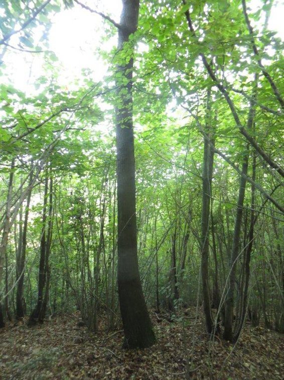 Paisatge bosc