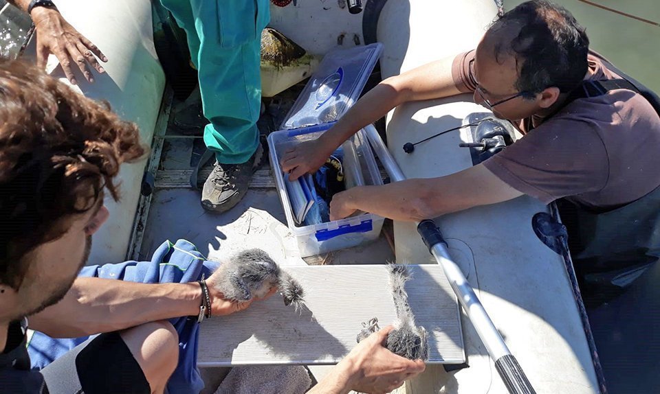 Els tècnics estudien els polls de bernat pescaire a l'Estany d'Ivars i Vila-sana