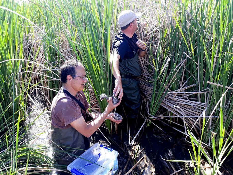 Localitzant els nius de bernat pescaire a l'Estany d'Ivars i Vila-sana