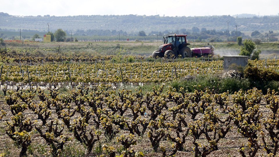 Un cultiu de vinya i un tractor treballant-hi