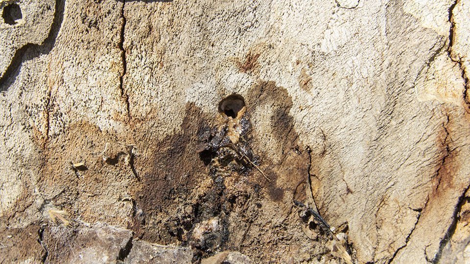 Orifici pel qual s'ha introduït l'herbicida hormonal 1